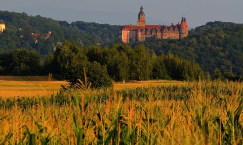 Na zdjęciu na pierwszym planie widać zieleń i trawy i fragment skoszonego pola. W oddali na wzgórzach wśród zielonych drzew widnieje zamek z czerwonej cegły