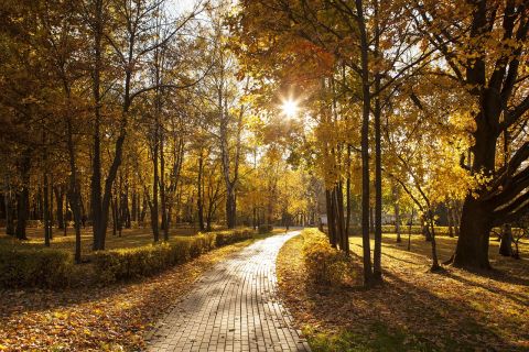 Zdjęcie parku, wzdłuż alei drzewa, złota jesień.