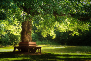 Drewniana ławka wokół drzewa zielonego w parku.