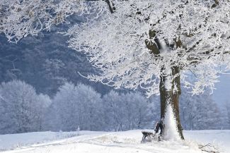 Na zdjęciu drzewo w śniegu, w tyle opruszone śniegiem drzewa.